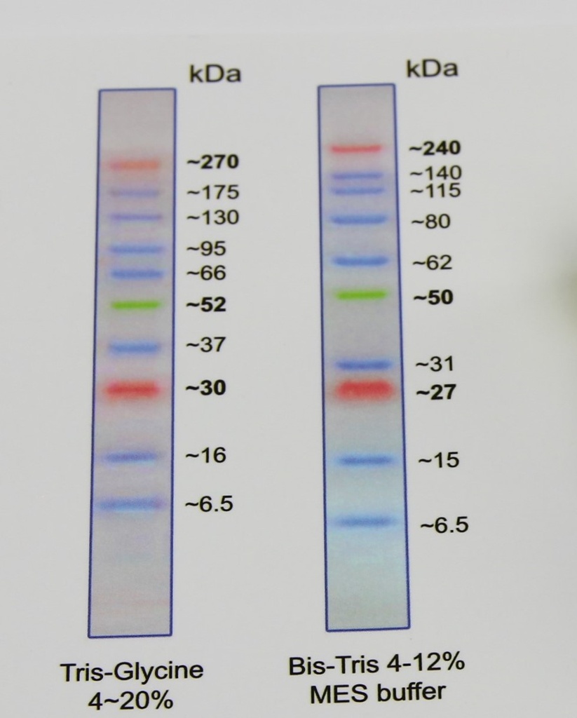 BlueEasy Pre-Stained Protein Ladder, (6.5 – 270kDa)